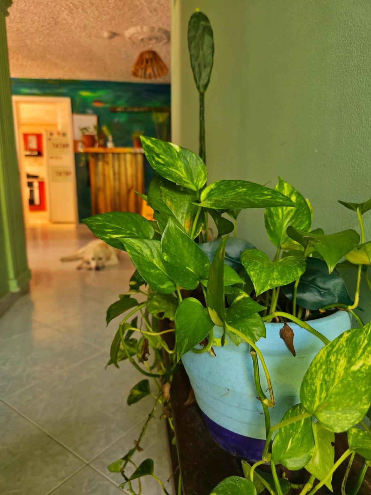 Tatami Hostel บูการามังกา ภายนอก รูปภาพ